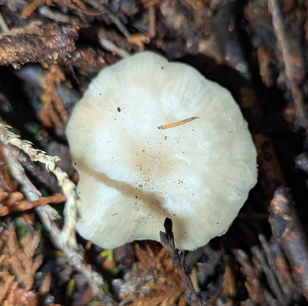 Clitocybe sp. 'CA01'