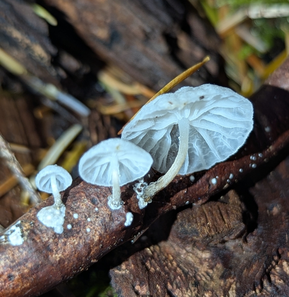 Marasmiellus sp. 'candidus-CA01' · November 2025 · photo: © benkeen (iNaturalist, cc0)