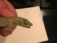 Anolis aeneus