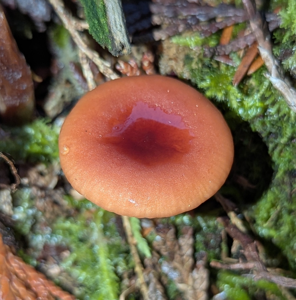 Lactarius subviscidus