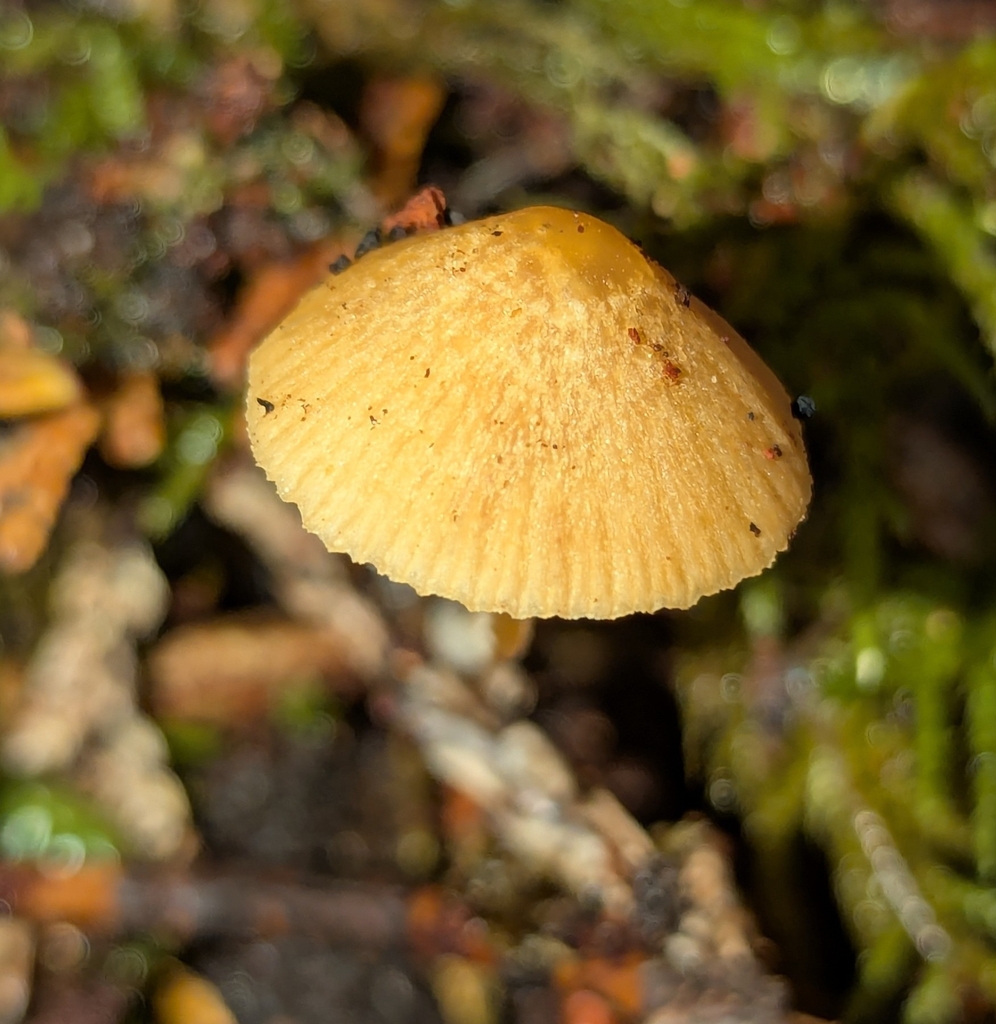 Galerina semilanceata · November 2025 · photo: © benkeen (iNaturalist, cc0)