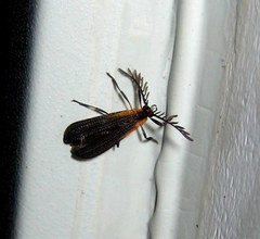 Leptoceletes basalis