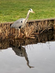 Ardea cinerea