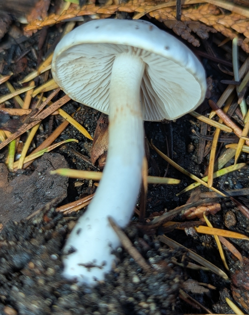 Inocybe sp. 'whitei-PNW07' · November 2025 · photo: © benkeen (iNaturalist, cc0)