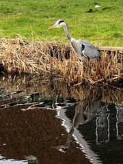 Ardea cinerea