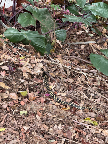 Coastal Carpet Python sighting