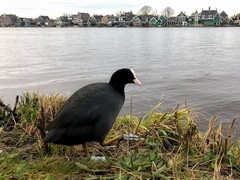 Fulica atra