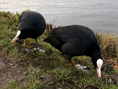 Fulica atra