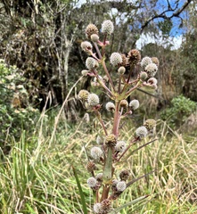 Eryngium humboldtii, photograph author not stated, no rights reserved