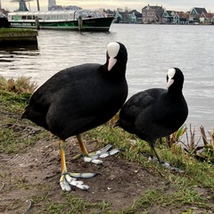 Fulica atra