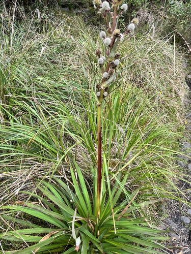 Eryngium humboldtii, photograph 4