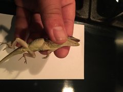 Anolis aeneus