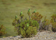 Psilopsiagon aurifrons