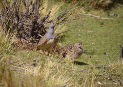 Thinocorus orbignyianus