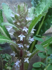 Ajuga taiwanensis