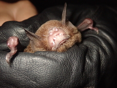 Pteronotus mesoamericanus