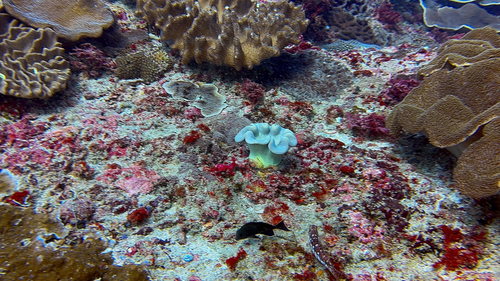 Sarcophyton observed 2025-04-05