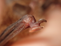 Thyroptera discifera