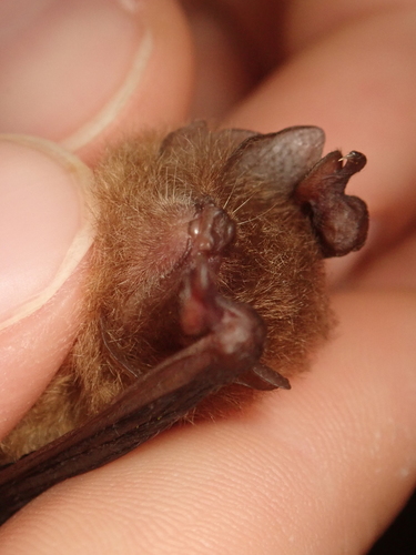Peter's Disk-winged Bat