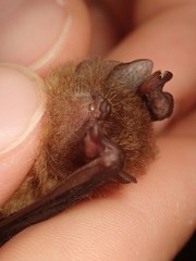 Thyroptera discifera