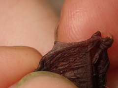 Thyroptera discifera