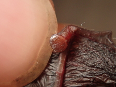 Thyroptera discifera