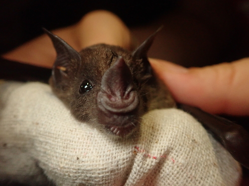 Pale Spear-nosed Bat