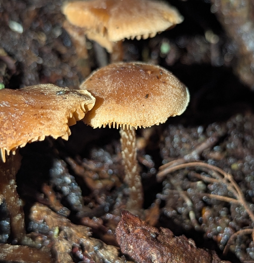 Naucoria sp. 'AK01'