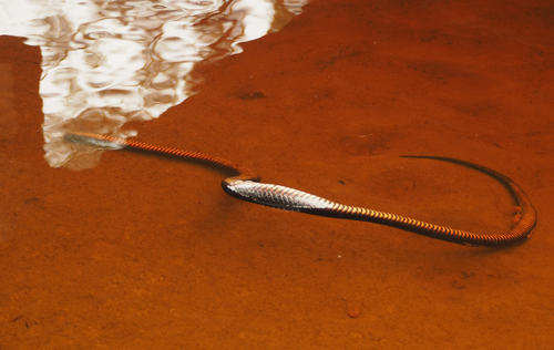 Red-bellied Black Snake sighting