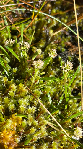 Abrotanella linearis observed 2025-11-02