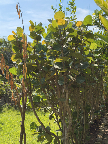 Uvero (Coccoloba uvifera)