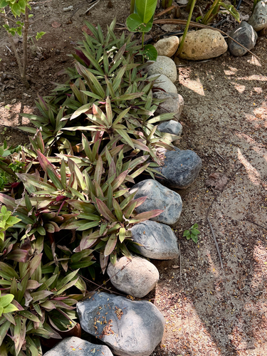 Maguey morado (Tradescantia spathacea)