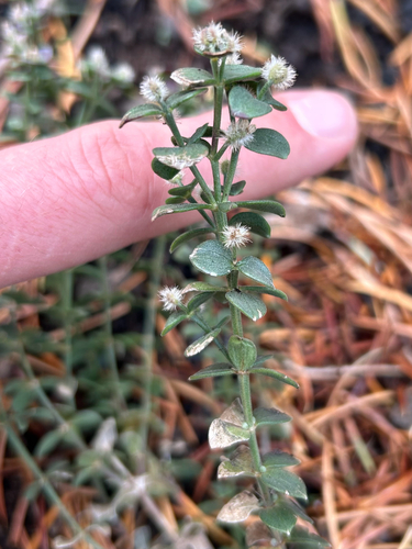 Intermountain Bedstraw (Galium serpenticum)