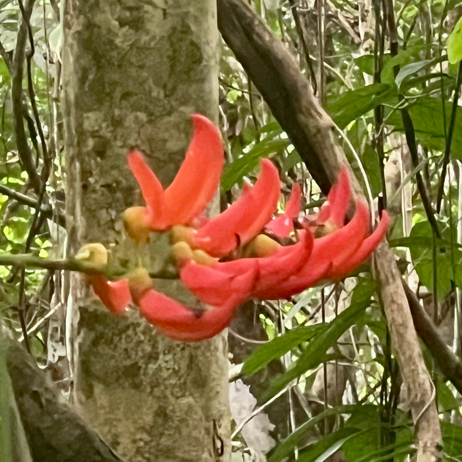 New Guinea Creeper (Mucuna bennettii)