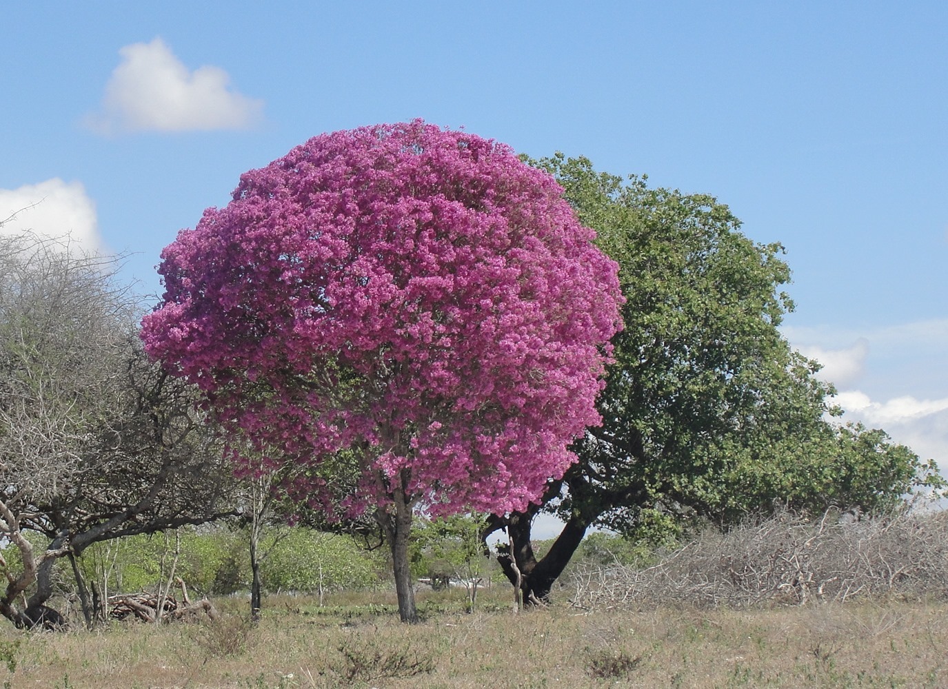 Handroanthus impetiginosum