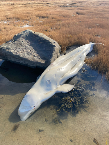 Beluga Whale