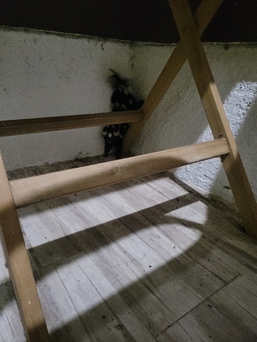 Alleghanian Spotted Skunk observed by limegreencake