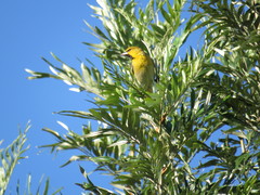 Icterus bullockii
