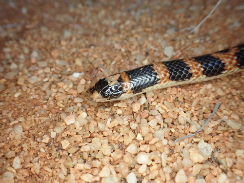 Narrow-banded Shovel-nosed Snake sighting
