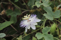 Passiflora arizonica