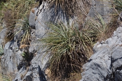 Dasylirion berlandieri