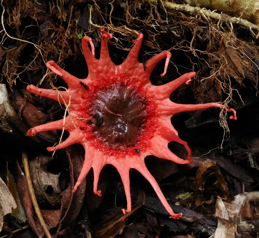 Aseroe rubra · November 2025 · photo: © desertnaturalist (iNaturalist, cc-by)