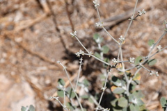 Eriogonum cinereum