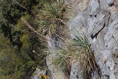 Dasylirion berlandieri