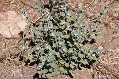 Eriogonum cinereum