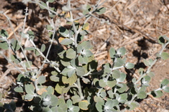 Eriogonum cinereum