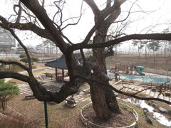 Salix chaenomeloides