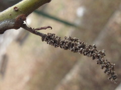 Salix chaenomeloides