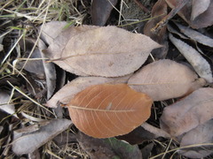 Salix chaenomeloides