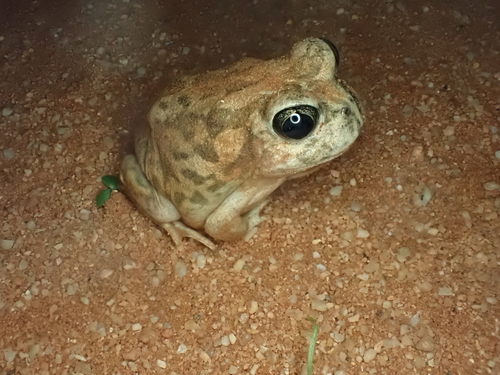 Desert Trilling Frog